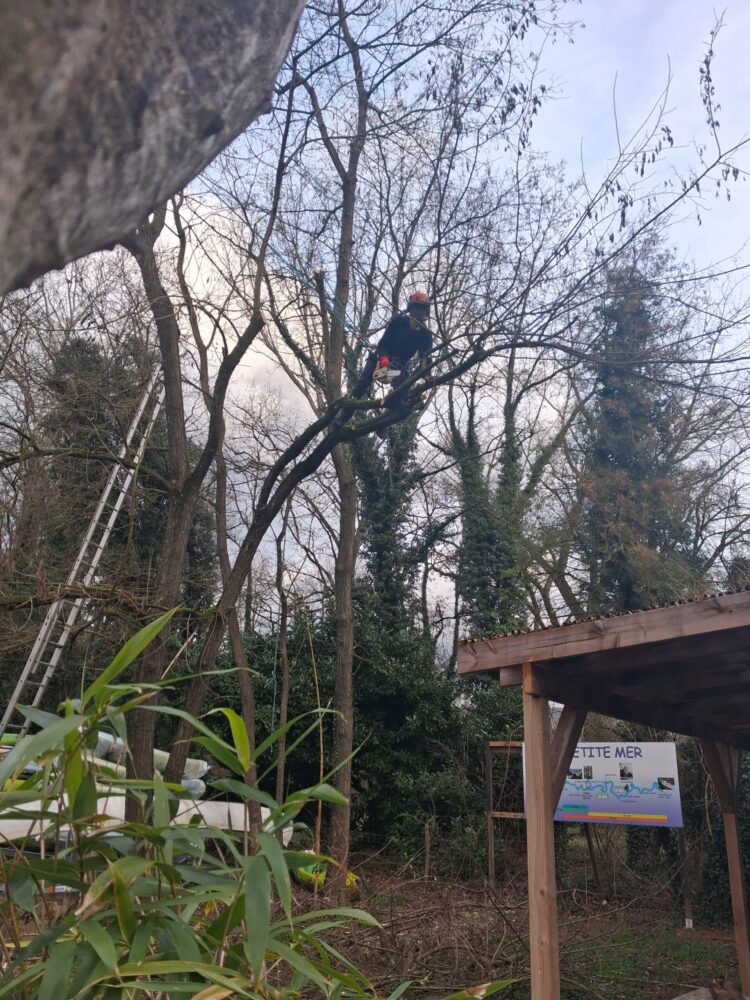 entretien élagage des arbres avec la taille de l'arbre à la base nautique de la petite mer