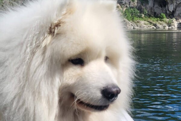 Chien dans un canoé de La Petite Mer à Vallon Pont d'Arc