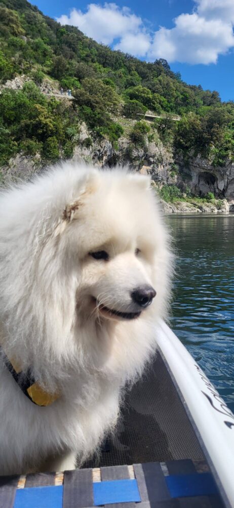 Chien dans un canoé de La Petite Mer à Vallon Pont d'Arc