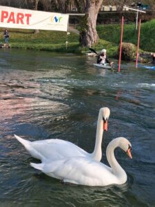 cygne sur la bassin de slalom kayak à Huningue