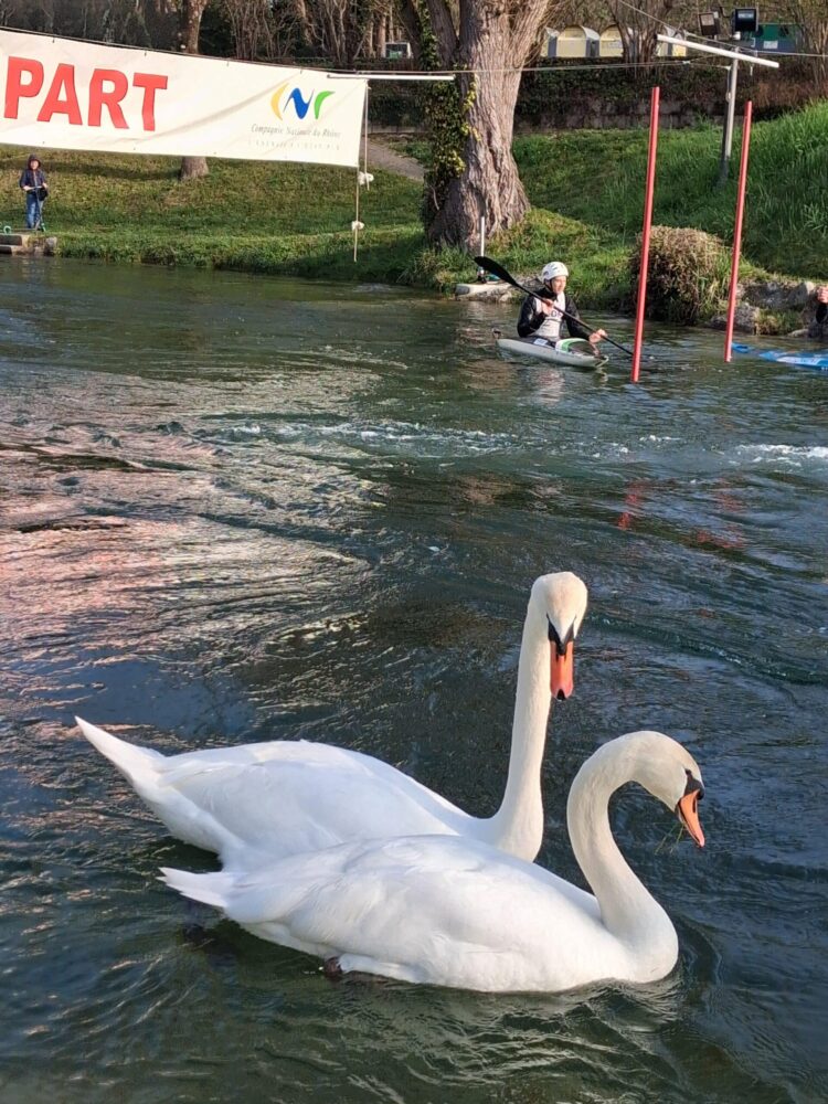cygne sur la bassin de slalom à Huningue